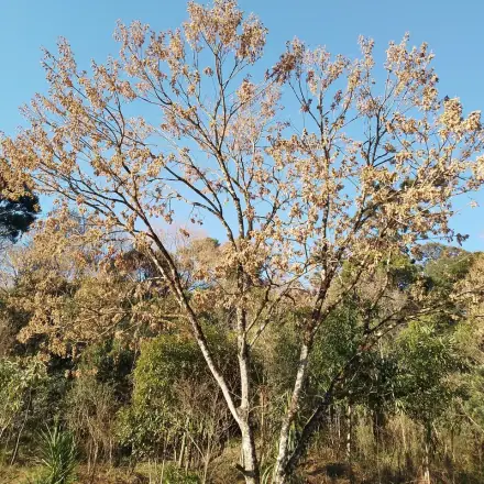 Foto de Timbó