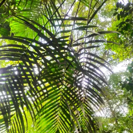 Foto de Tucumã