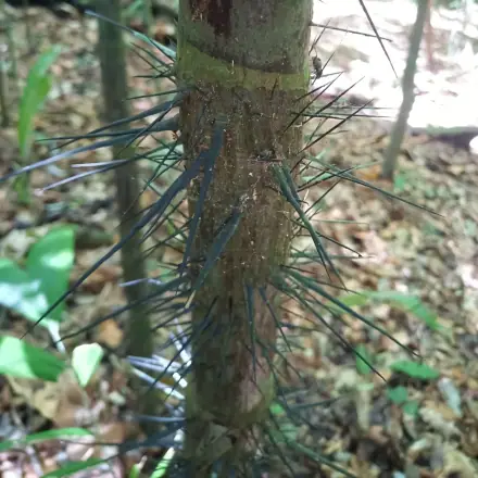 Foto de Tucumã