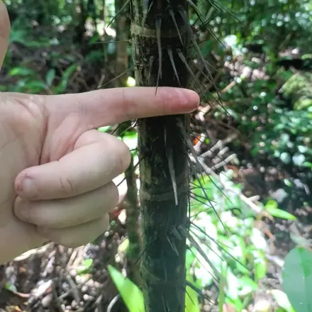 Foto de Tucumã