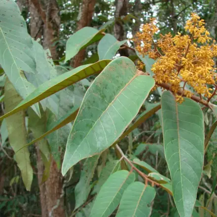 Foto de Ucuúba-do-cerrado