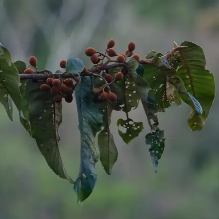 Foto de Ucuúba-do-cerrado