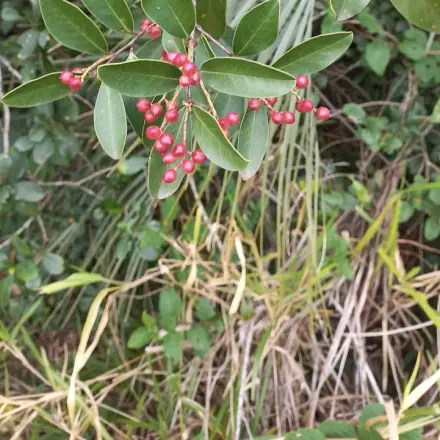 Foto de Varoveira