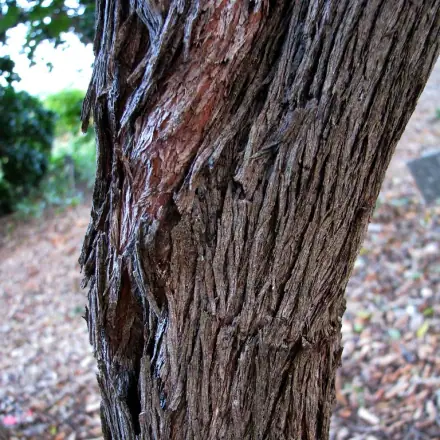 Foto de Vassoura-vermelha