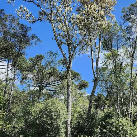 Foto de Vassourão-branco