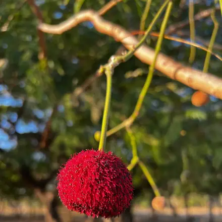 Foto de Visgueiro