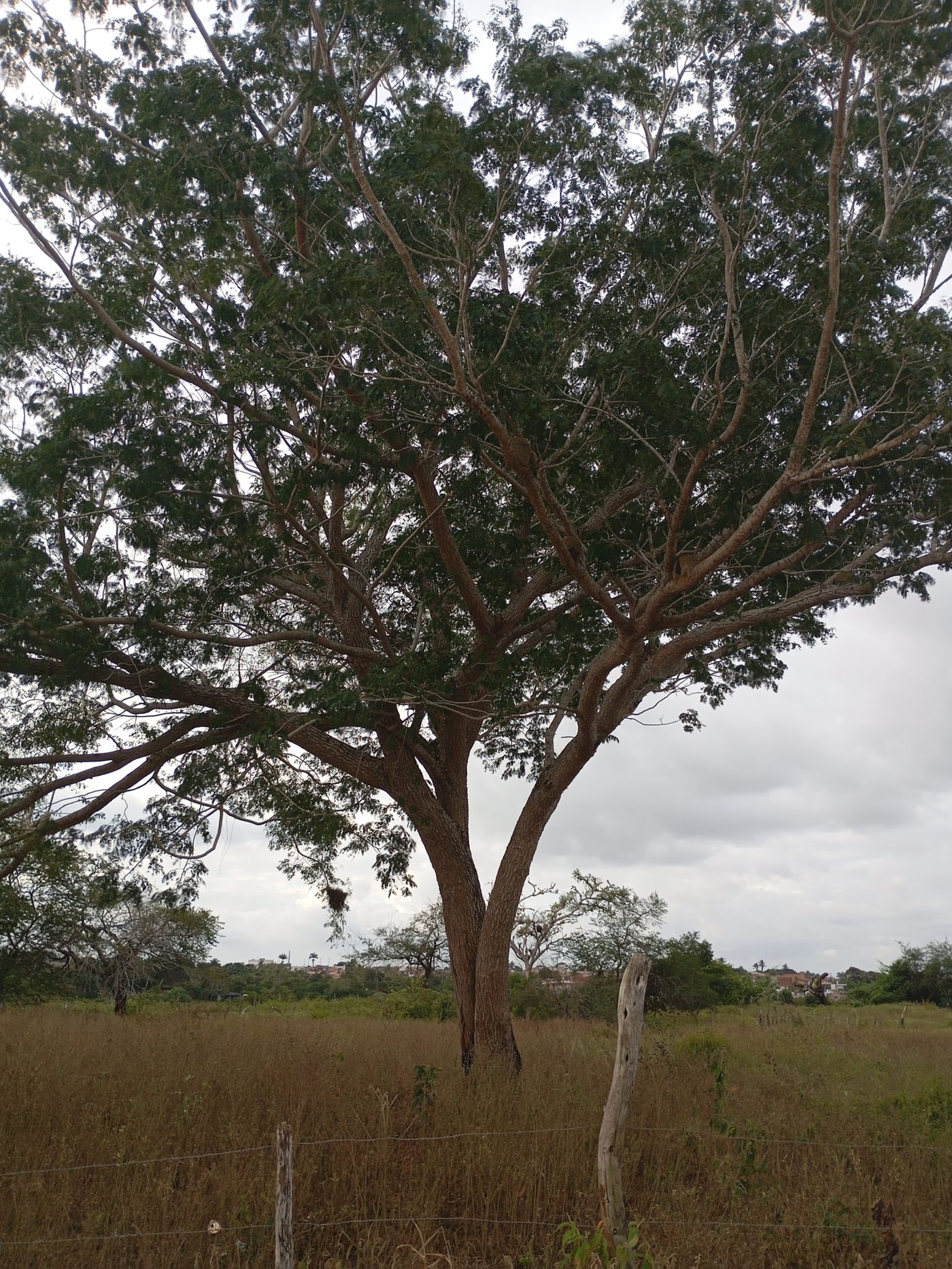 Foto de Tamboril