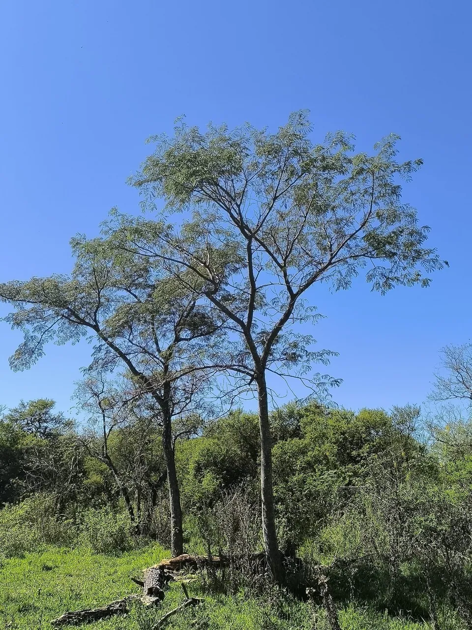 Foto de Timbaúva