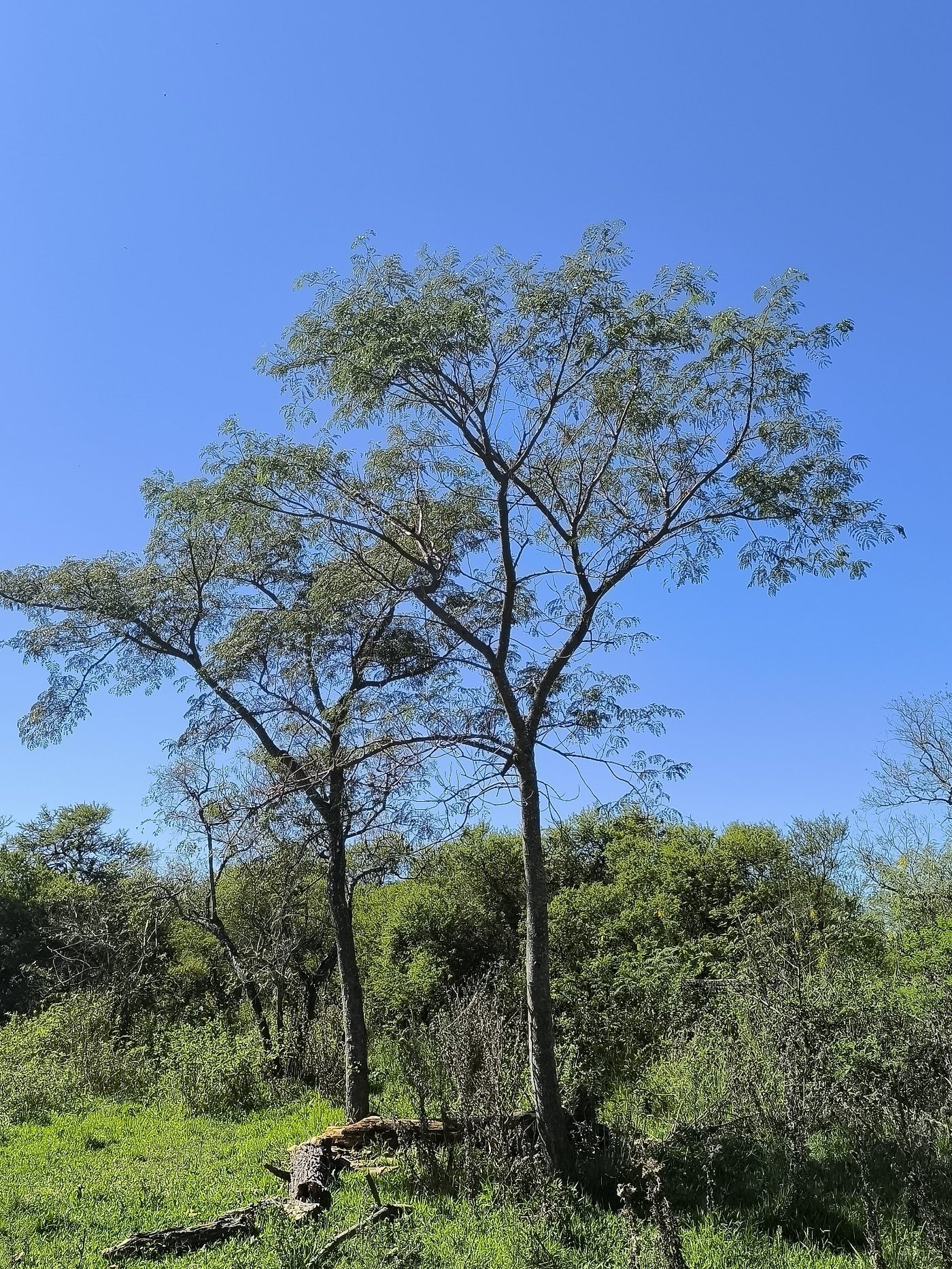 Foto de Timbaúva