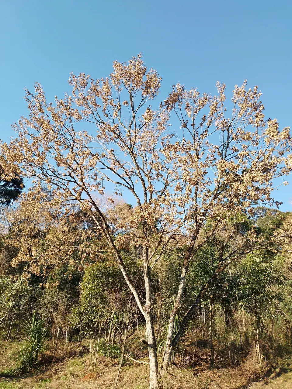 Foto de Timbó