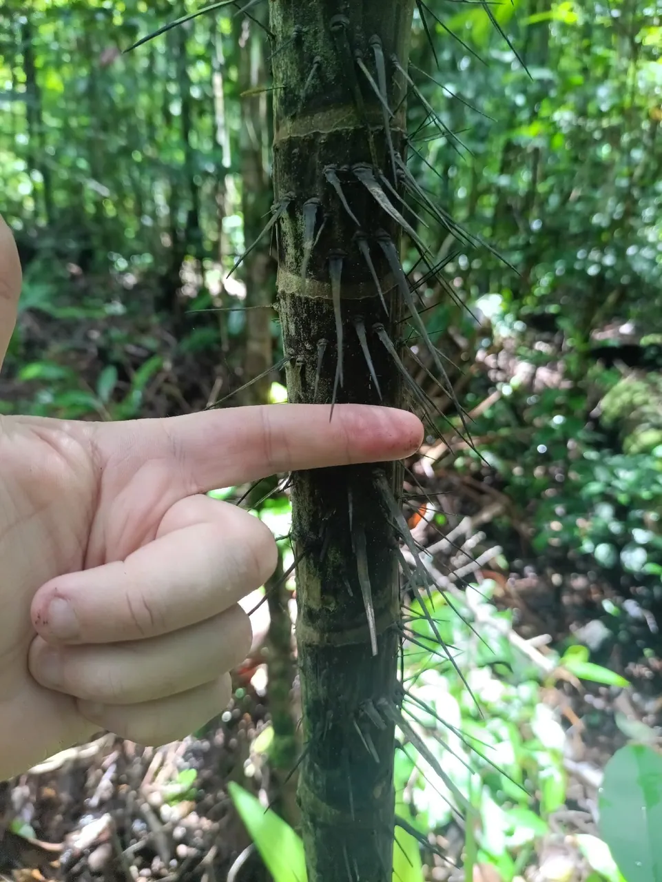 Foto de Tucumã