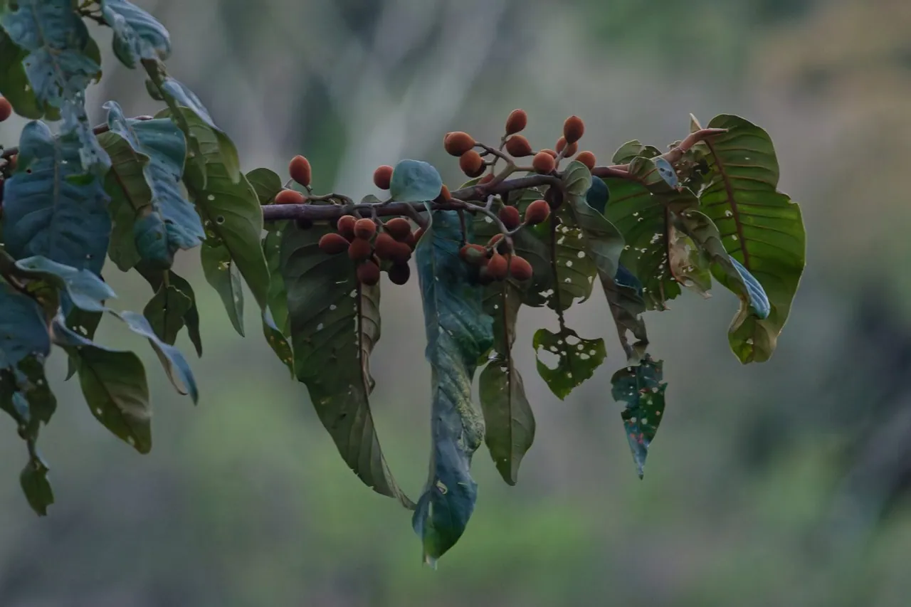 Foto de Ucuúba-do-cerrado