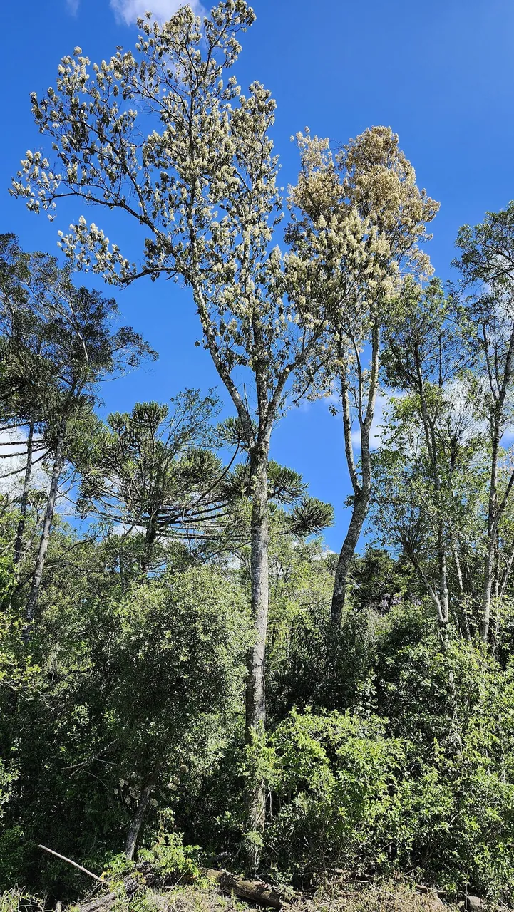 Foto de Vassourão-branco