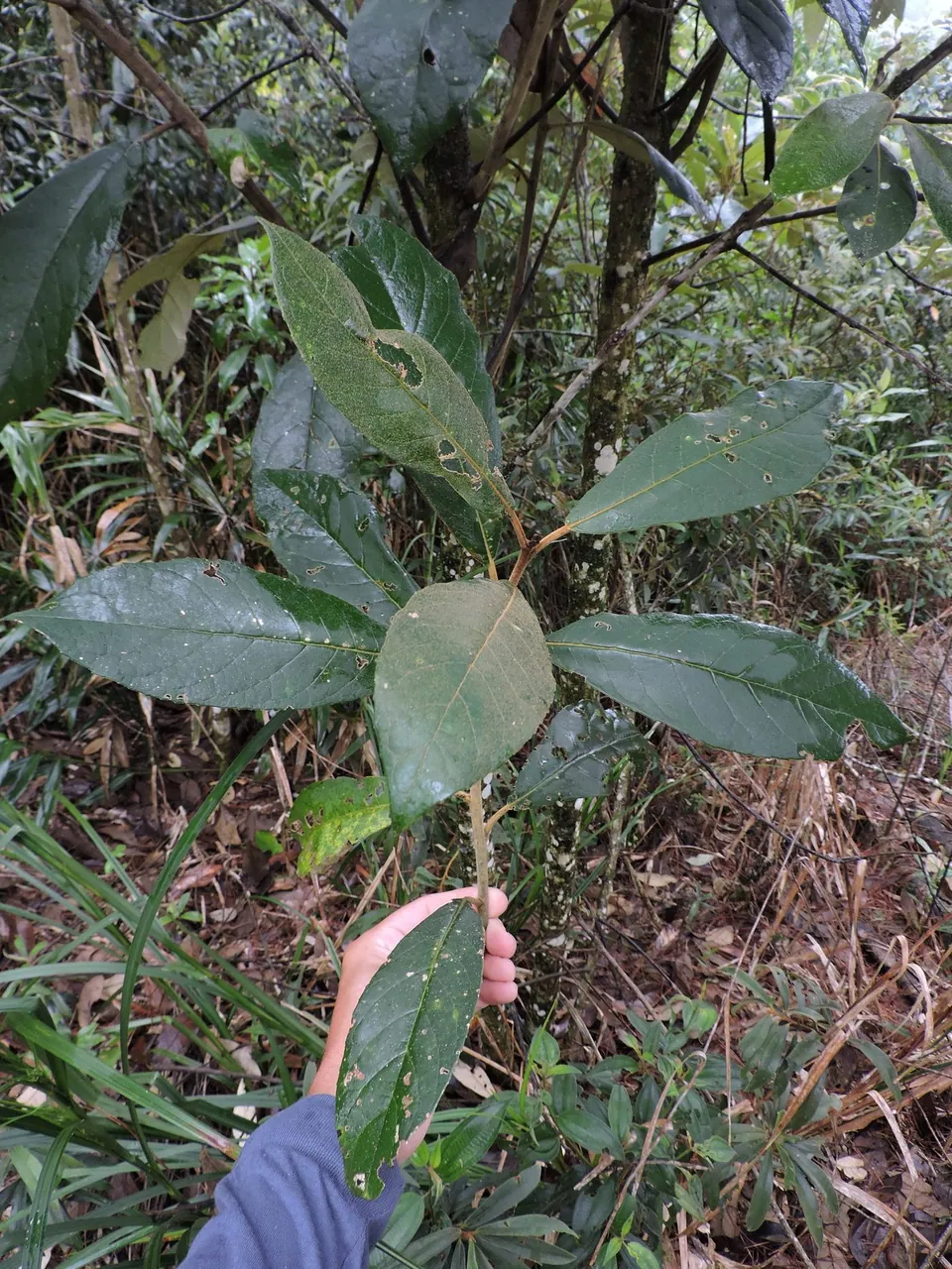 Foto de Vassourão